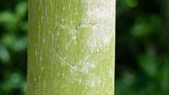 Cacos Baum! Taufe im Greiffenhorst-Park.